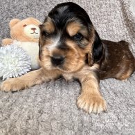 Cocker Spaniel (Working & Show) - Both