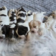 Cocker Spaniel (Working & Show) - Both