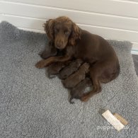 Cocker Spaniel (Working & Show) - Dogs