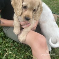 Cocker Spaniel (Working & Show) - Both