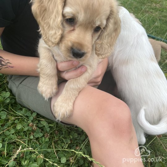 Cocker Spaniel (Working & Show) - Both