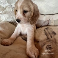 Cocker Spaniel (Working & Show) - Both