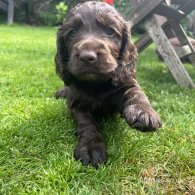 Cocker Spaniel (Working & Show) - Both