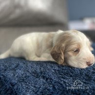 Cocker Spaniel (Working & Show) - Both