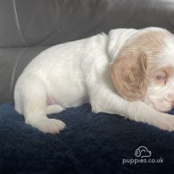 Cocker Spaniel (Working & Show) - Both