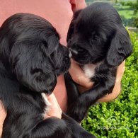 Cocker Spaniel (Working & Show) - Both