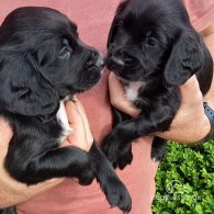 Cocker Spaniel (Working & Show) - Both