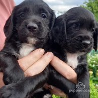 Cocker Spaniel (Working & Show) - Both