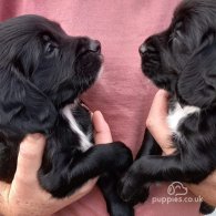 Cocker Spaniel (Working & Show) - Both