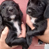 Cocker Spaniel (Working & Show) - Both