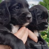 Cocker Spaniel (Working & Show) - Both