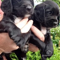 Cocker Spaniel (Working & Show) - Both