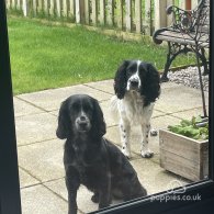 Cocker Spaniel (Working & Show) - Both