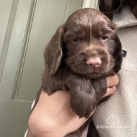 Cocker Spaniel (Working & Show) - Both