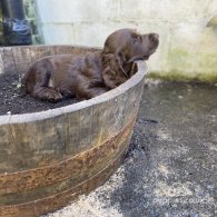 Cocker Spaniel (Working & Show) - Both