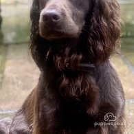 Cocker Spaniel (Working & Show) - Both