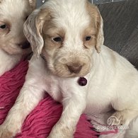 Cocker Spaniel (Working & Show) - Both