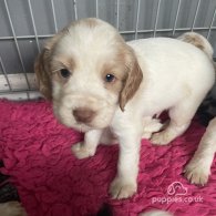 Cocker Spaniel (Working & Show) - Both