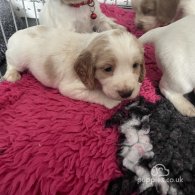 Cocker Spaniel (Working & Show) - Both