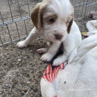 Cocker Spaniel (Working & Show) - Both