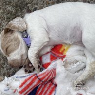 Cocker Spaniel (Working & Show) - Both