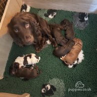 Cocker Spaniel (Working & Show) - Both