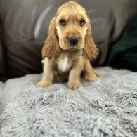 Cocker Spaniel (Working & Show) - Dogs