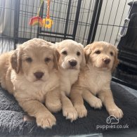 Cocker Spaniel (Working & Show) - Both