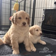 Cocker Spaniel (Working & Show) - Both