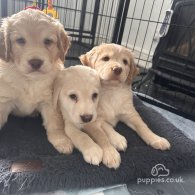 Cocker Spaniel (Working & Show) - Both