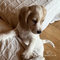 Cocker Spaniel (Working & Show) - Both