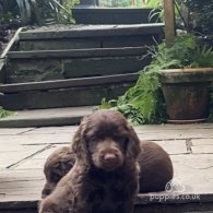 Cocker Spaniel (Working & Show) - Both