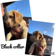 Cocker Spaniel (Working & Show) - Both