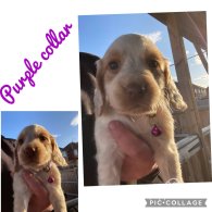 Cocker Spaniel (Working & Show) - Both