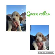 Cocker Spaniel (Working & Show) - Both