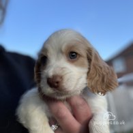 Cocker Spaniel (Working & Show) - Both