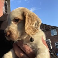 Cocker Spaniel (Working & Show) - Both