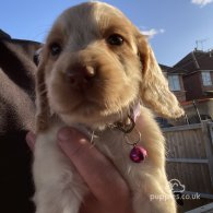 Cocker Spaniel (Working & Show) - Both