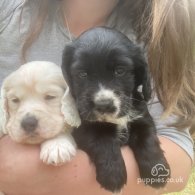 Cocker Spaniel (Working & Show) - Both