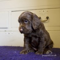 Cocker Spaniel (Working & Show) - Both