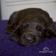 Cocker Spaniel (Working & Show) - Both