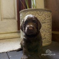 Cocker Spaniel (Working & Show) - Both