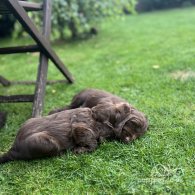 Cocker Spaniel (Working & Show) - Both