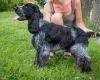 Cocker Spaniel (Show)