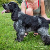 Cocker Spaniel (Working & Show)