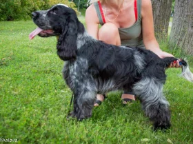 Cocker Spaniel (Show)