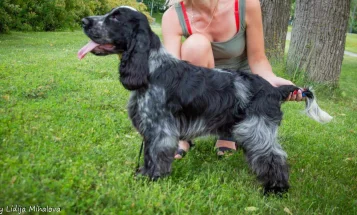 Cocker Spaniel (Show)