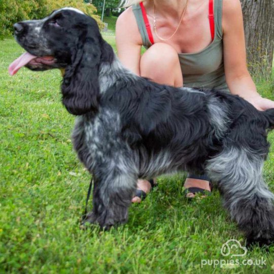 Cocker Spaniel (Working & Show)