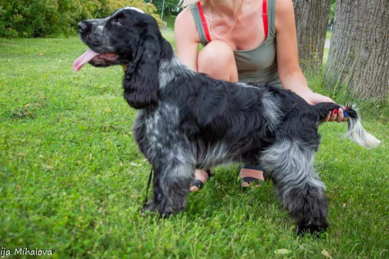 Cocker Spaniel (Show)