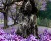 Cocker Spaniel (Show)